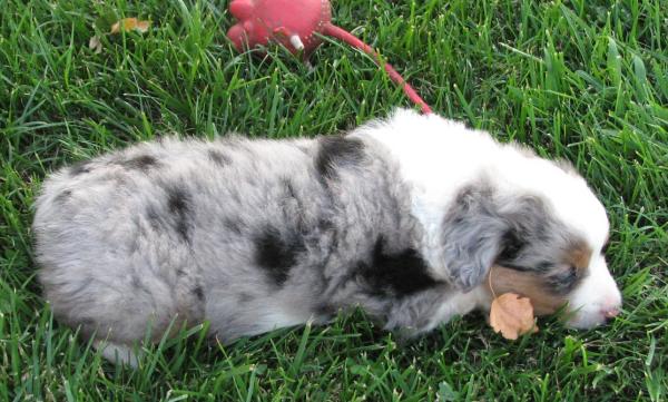 Pepper