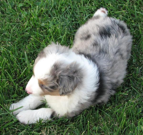 Pepper