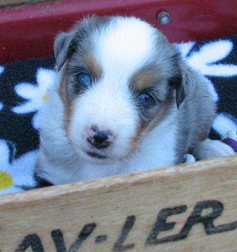 Caper