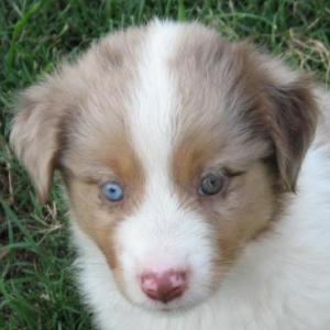Zephyr