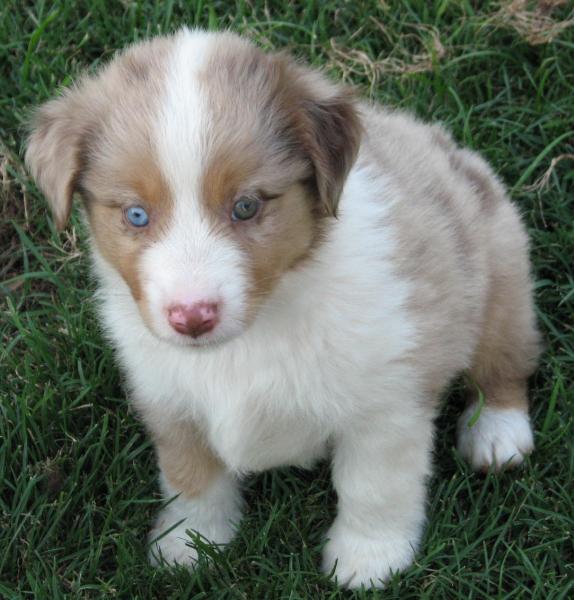 Zephyr
