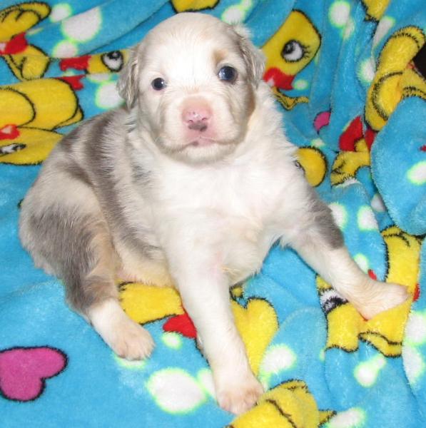 Jasmine