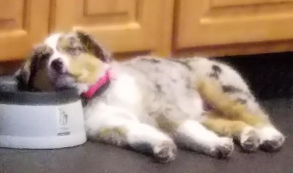 Amelia