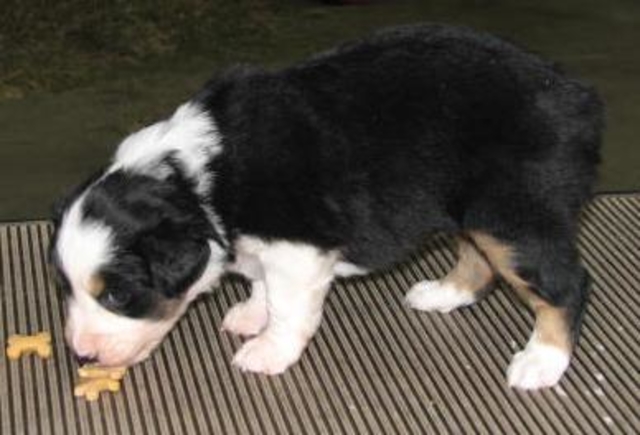 Tipper