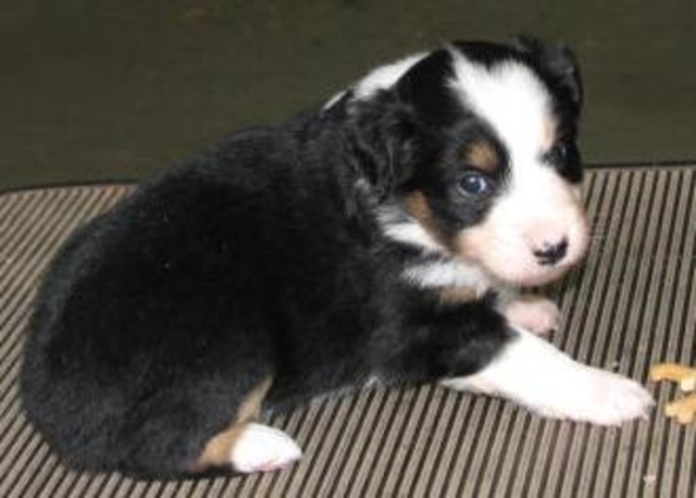 Tipper