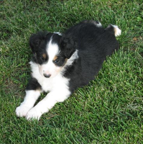Tipper