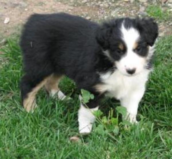 Tipper