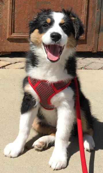 Tipper