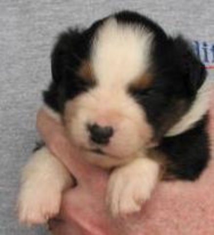 Tucker
