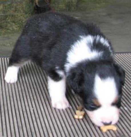 Tucker