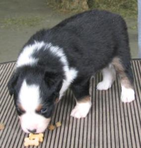 Tucker