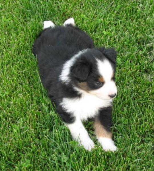 Tucker