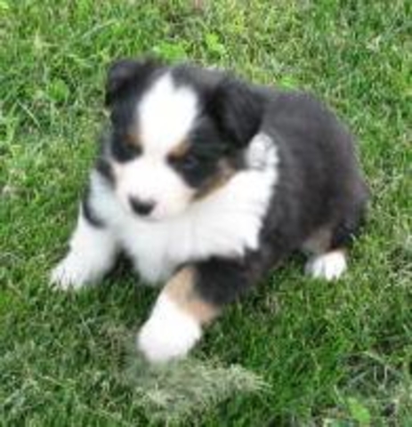 Tucker