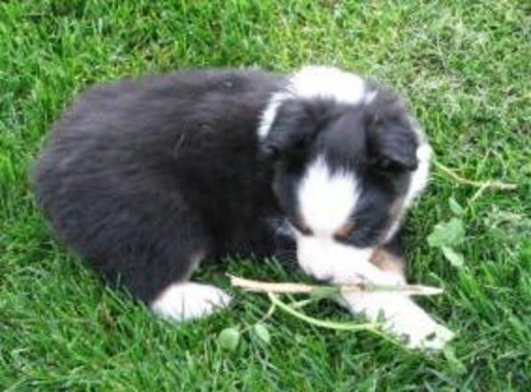 Tucker