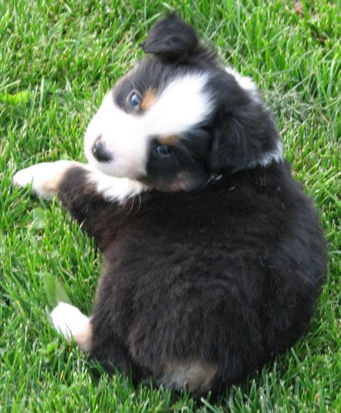 Tucker