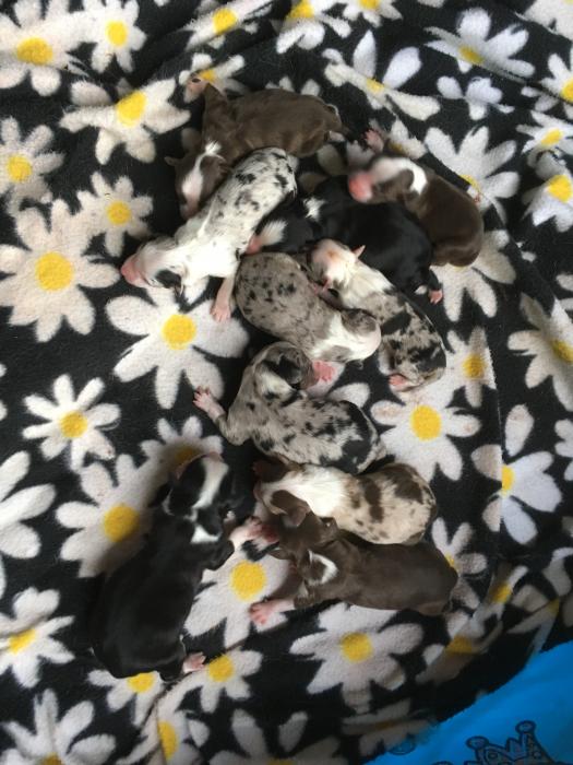 Cali × Teddy litter
