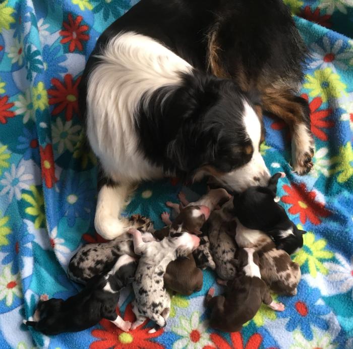 Cali × Teddy litter