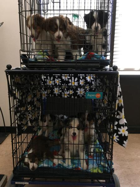 Cali × Teddy litter