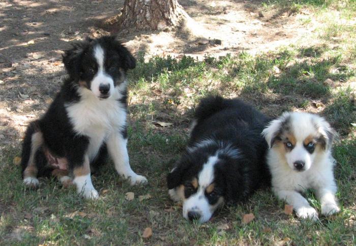 Cali × Teddy litter