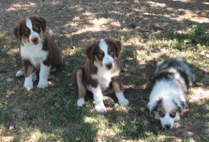 Cali × Teddy litter