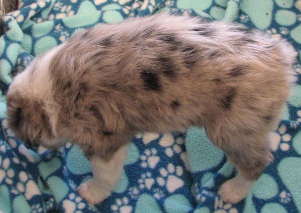 Ice
