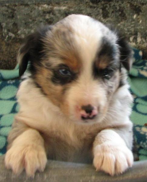 Luca