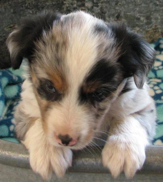 Luca