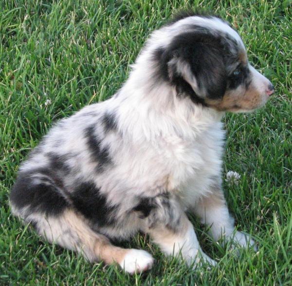 Luca