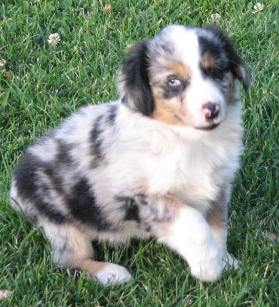 Luca