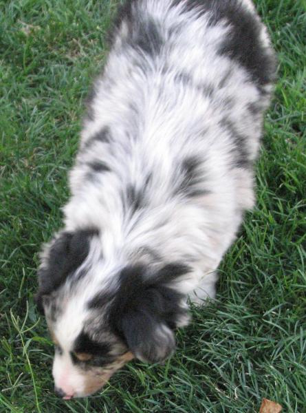 Luca