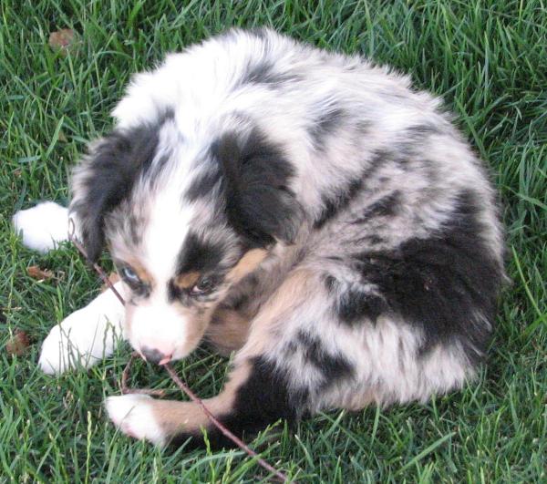 Luca