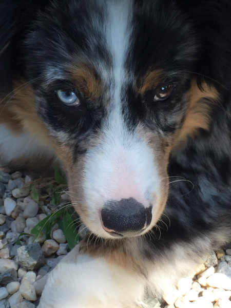 Luca