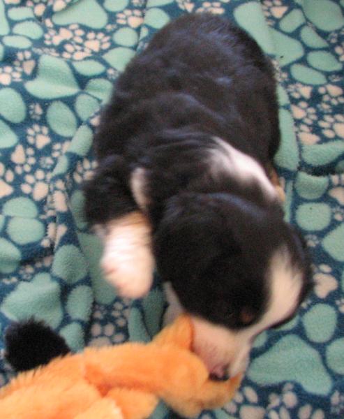 Oreo
