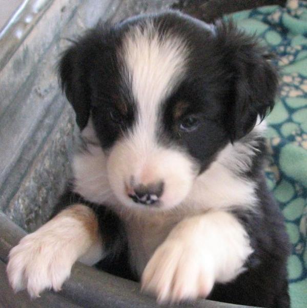 Oreo