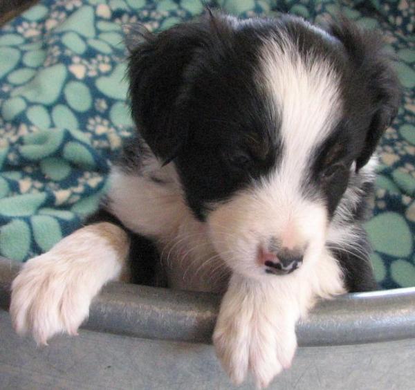 Oreo