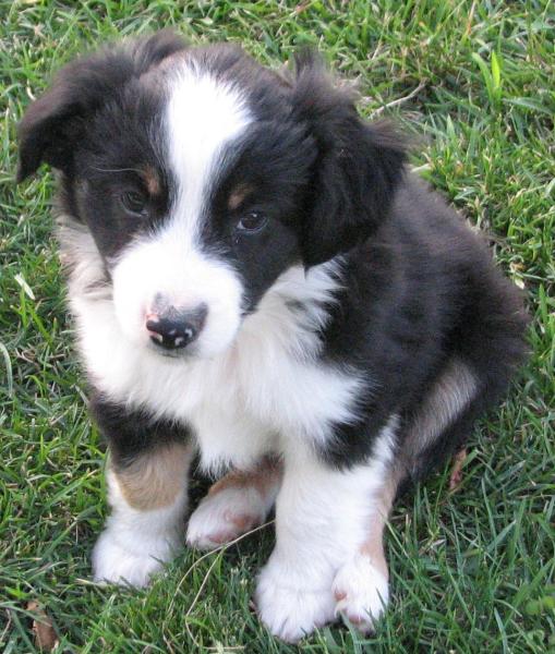 Oreo