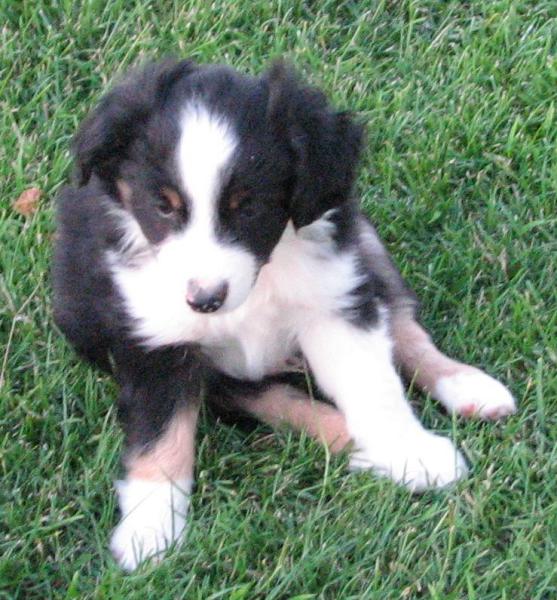 Oreo