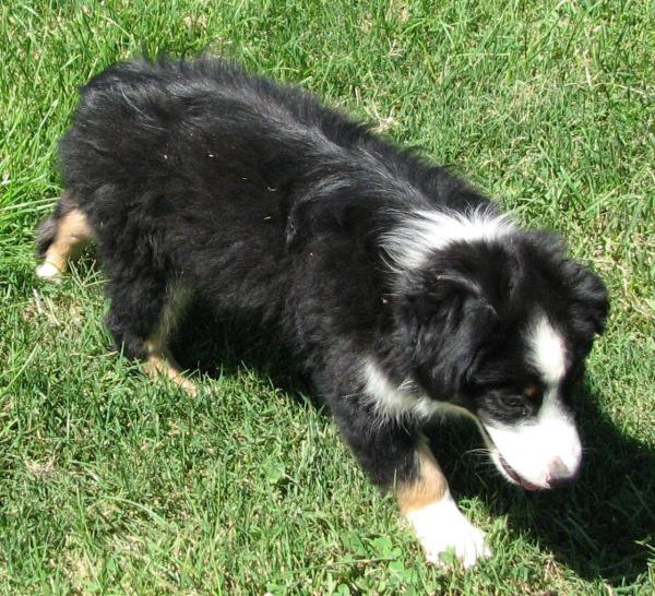 Oreo