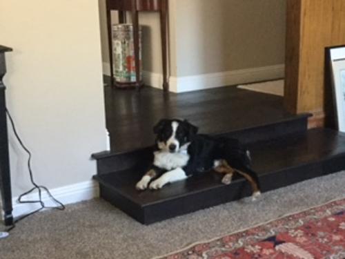 Oreo
