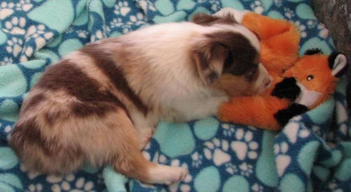 Sunspot