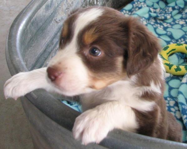 Penny