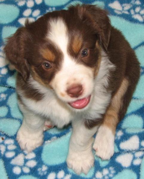 Penny