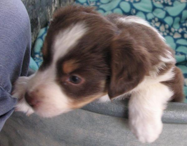 Penny