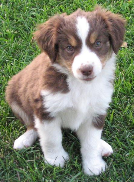 Penny