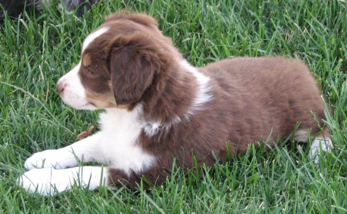 Penny