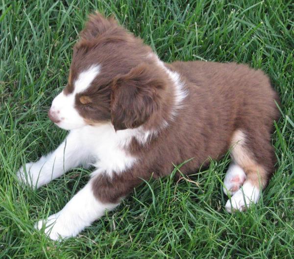 Penny