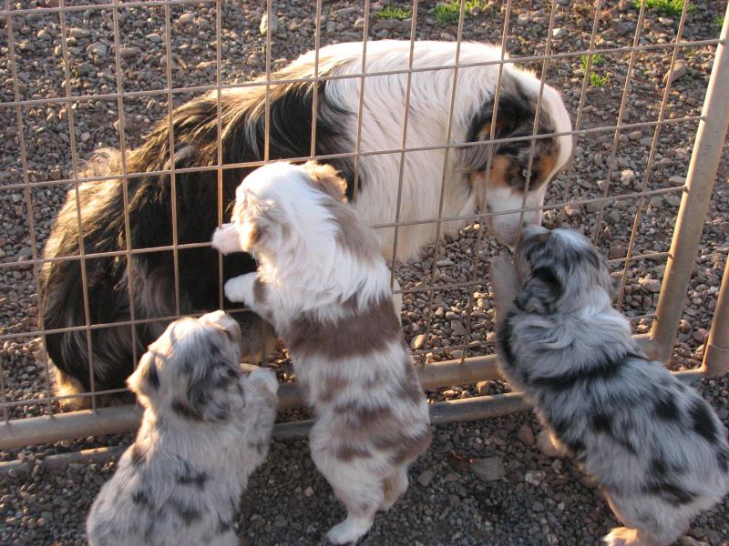 Sizzle × Simcha litter