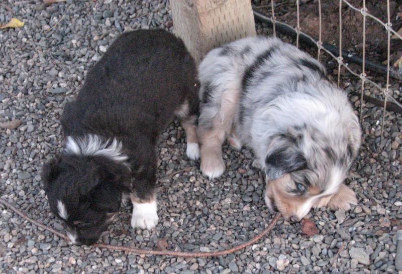 Sizzle × Simcha litter