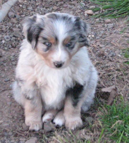 Bandit