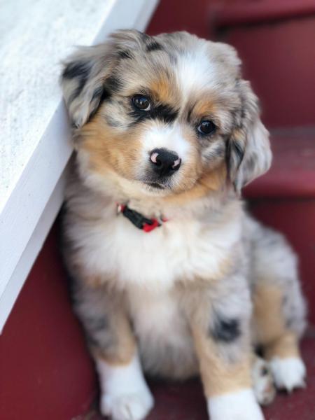 Angel